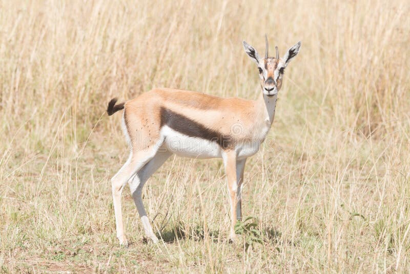 Supporti Della Gazzella Di Giovane Thomson Che Fissano Alla Macchina  Fotografica Immagine Stock - Immagine di africa, africano: 59246985