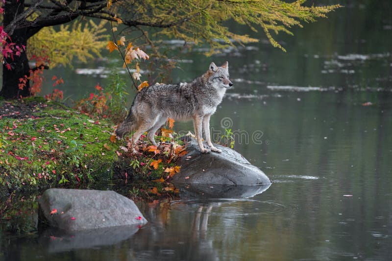 Supports de latrans de Canis de coyote avec des pattes sur la roche images stock Supports de latrans de Canis de coyote avec des pattes sur la roche images stock