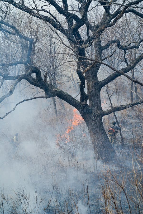 Suppression of Forest Fire 58 Stock Photo Image of risk, arson 17392918