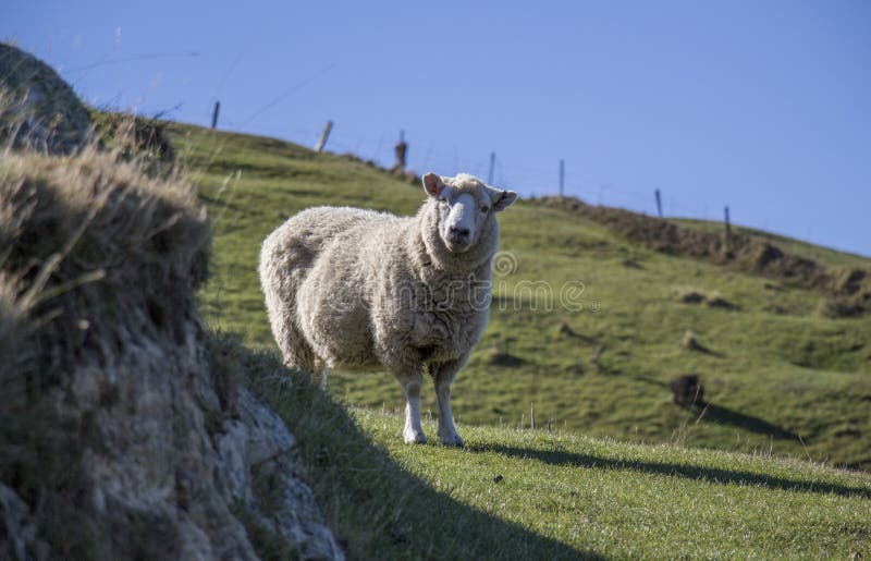 Supprise Sheep, Nelson, New Zealand Stock Image - Image of supprise