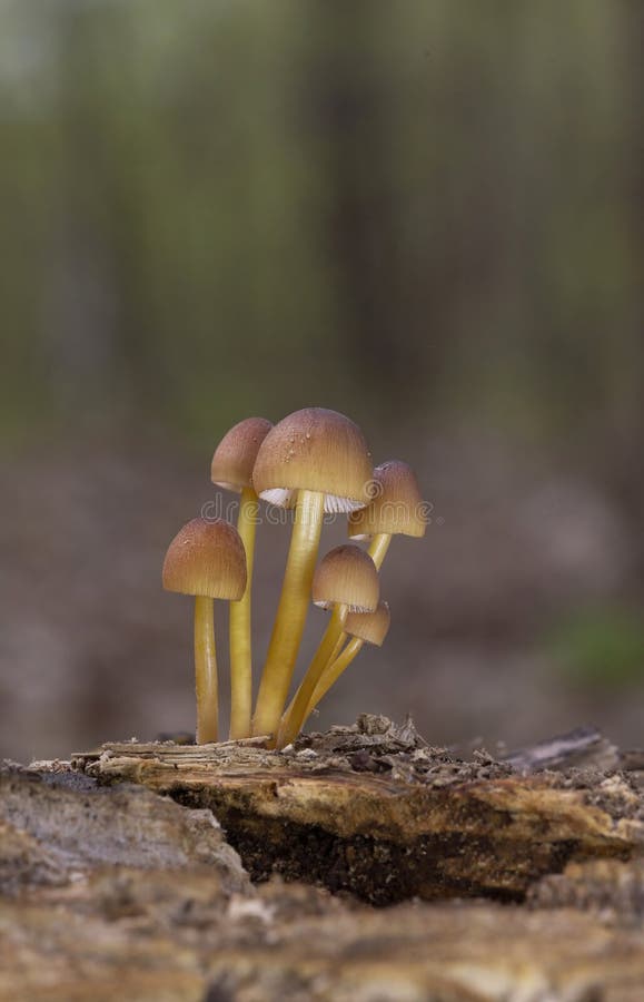 Mycena renati, commonly known as the beautiful bonnet, is a species of mushroom in the family Mycenaceae. Mycena renati, commonly known as the beautiful bonnet, is a species of mushroom in the family Mycenaceae