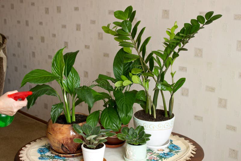 Sur la table sont fleurs d'intérieur de pots les diverses photo libre de droits Sur la table sont fleurs d'intérieur de pots les diverses photo libre de droits