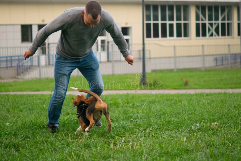 Against the backdrop of a green lawn, the dog runs to the feet of the owner of the man, the game. Against the backdrop of a green lawn, the dog runs to the feet of the owner of the man, the game