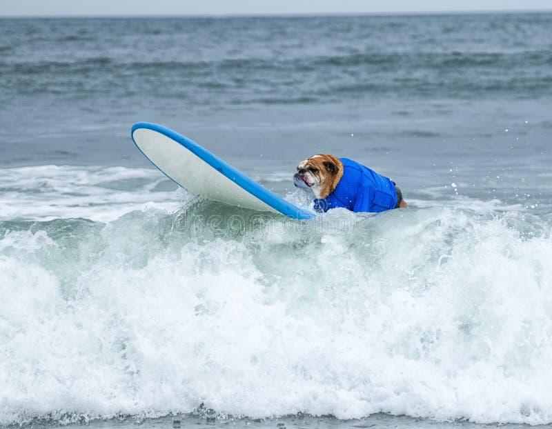 Surf Board Surfer Dog