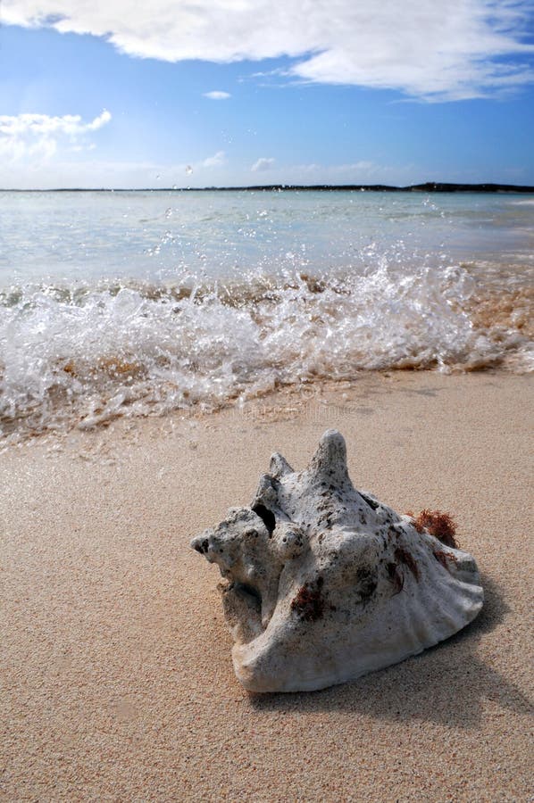 Surf Splashing on Sand with Sea Shell