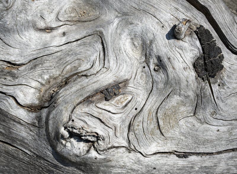 Surface abstraite d'une partie en bois d'un arbre photographie stock libre de droits