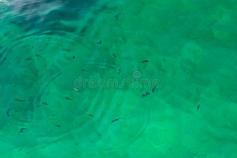 Surface of clear transparent turquoise sea water with small waves and swimming striped fish royalty free stock photography Surface of clear transparent turquoise sea water with small waves and swimming striped fish royalty free stock photography