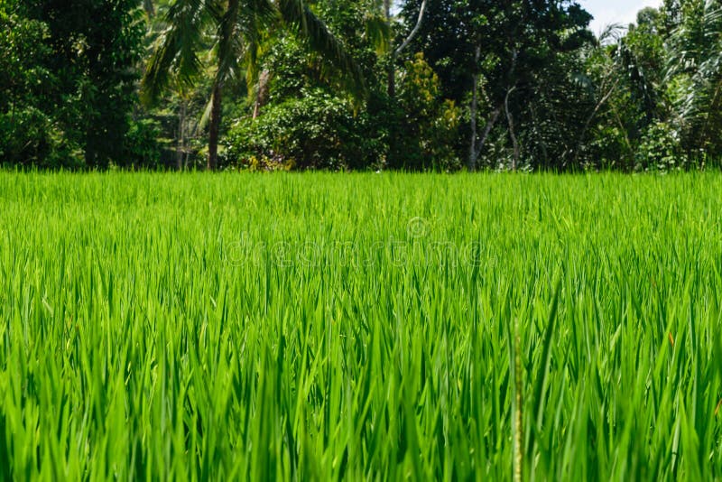 Surface de fond de gisement vert de riz dans des terrasses de riz dans Bali avec le fond brouillé de jungle photo libre de droits Surface de fond de gisement vert de riz dans des terrasses de riz dans Bali avec le fond brouillé de jungle photo libre de droits