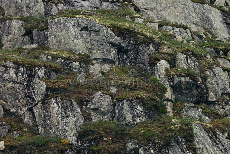 Surface of a rocks with green moss and lichen.