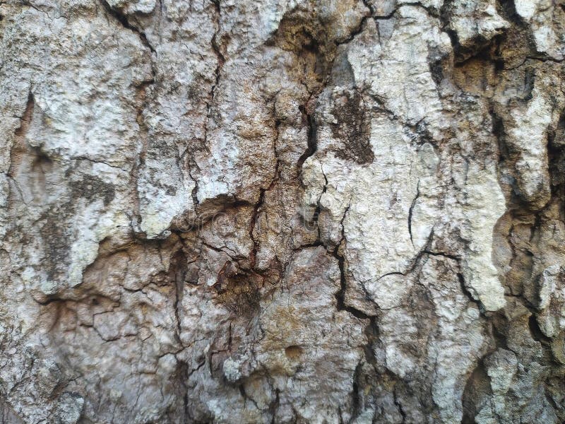 The surface of the tree bark looks rough and cracked, with a natural grayish brown texture. stock photos