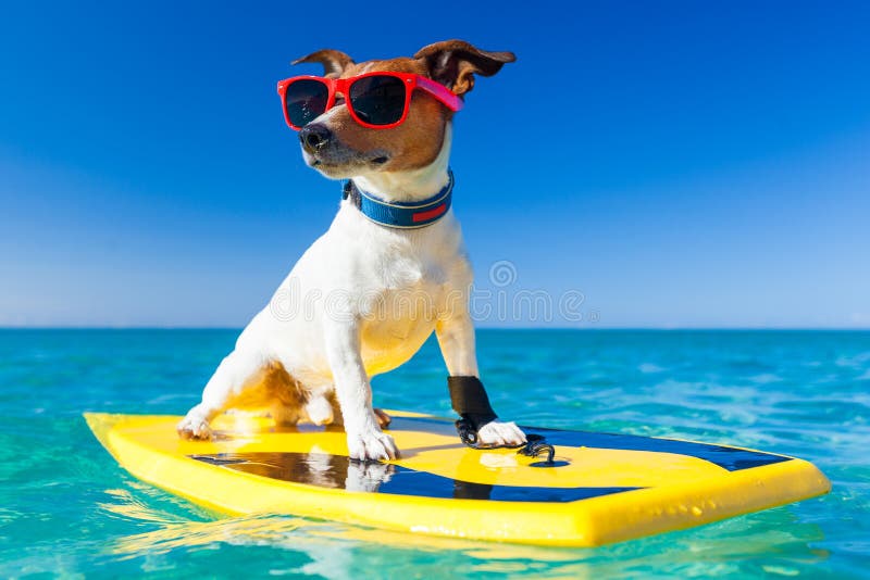 httpsstock photo surfer dog surfing surfboard wearing sunglasses ocean shore image45231474