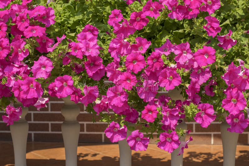 Petunia Hanging Petunia Flowers Trailing on a Balcony on a Sunny Day ...