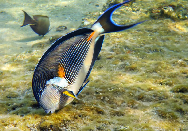 Risultati immagini per acanthurus sohal