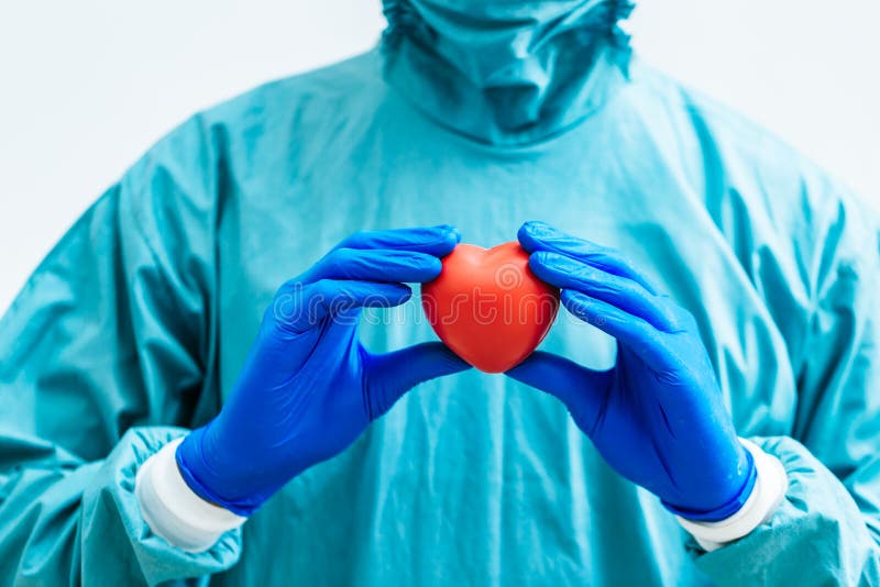 Surgeon Holding a Heart.Anatomy Human Heart Model Stock Photo - Image ...