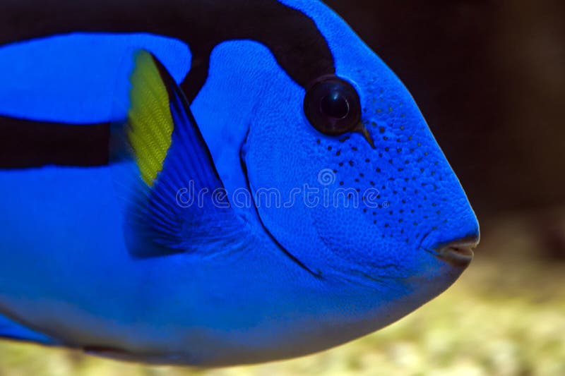 Surgeonfish de palette - Tang bleu Pacifique images libres de droits Surgeonfish de palette - Tang bleu Pacifique images libres de droits