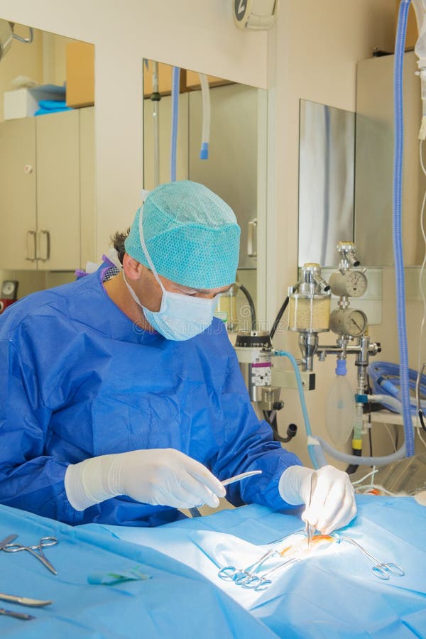 Surgery for animals stock image. Image of veterinarian 66738193