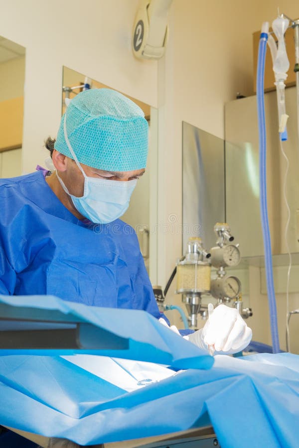 Surgery for animals stock photo. Image of pincet, treatment 66738192