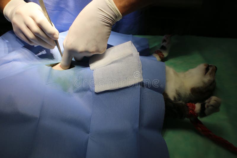 1,193 Castration Stock Photos Free & RoyaltyFree Stock Photos from