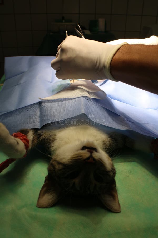 Surgical Intervention Sterilization Stock Photo Image of tomcat