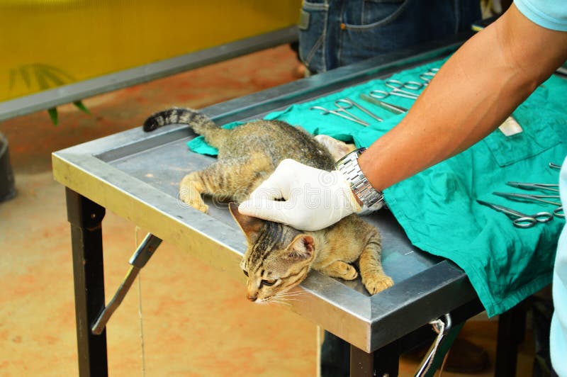 Surgical Sterilization of Cat Stock Image Image of spayed, surgical