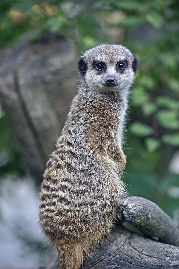 Suricata