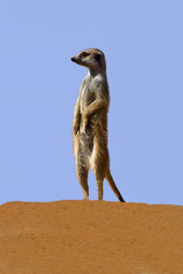 Suricate