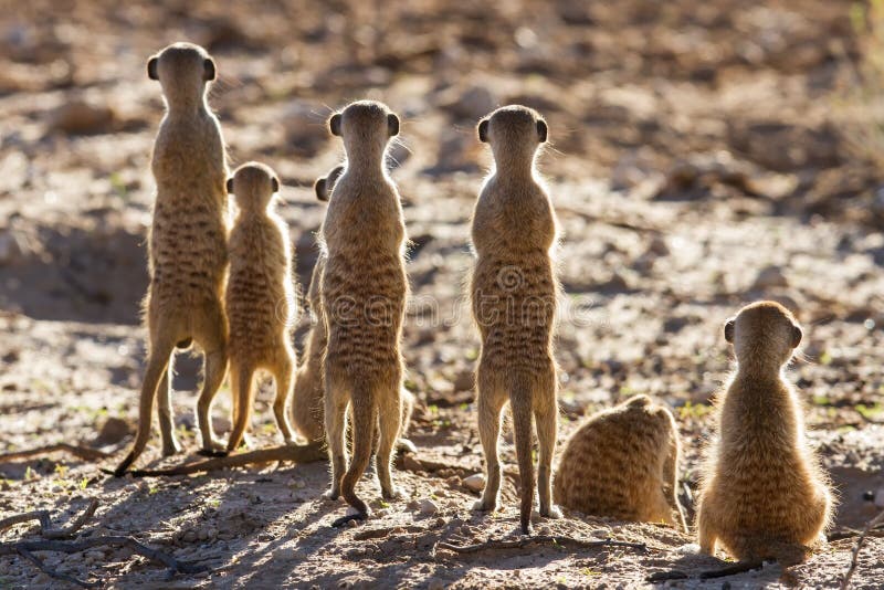 Suricate family standing in the early morning sun looking for po