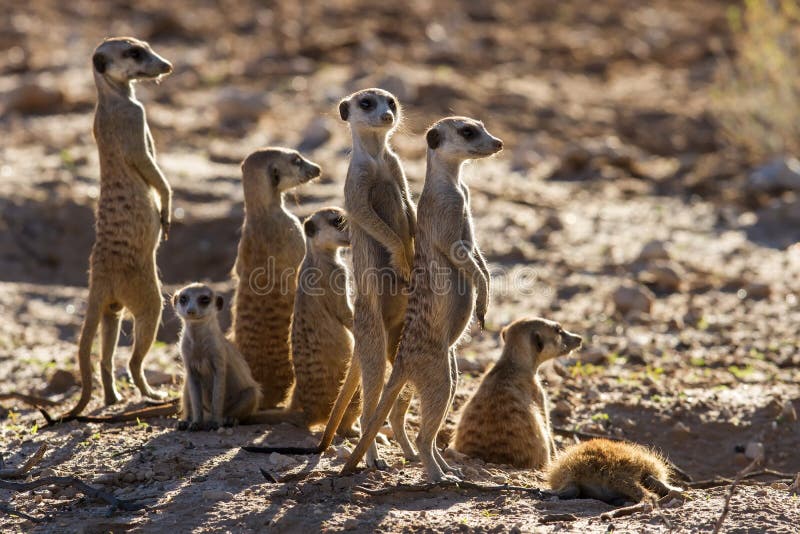 Suricate family standing in the early morning sun looking for po