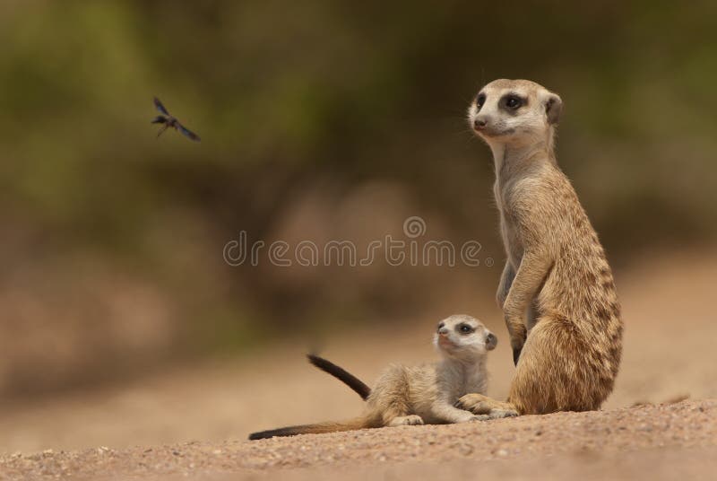 Suricate mother and pup