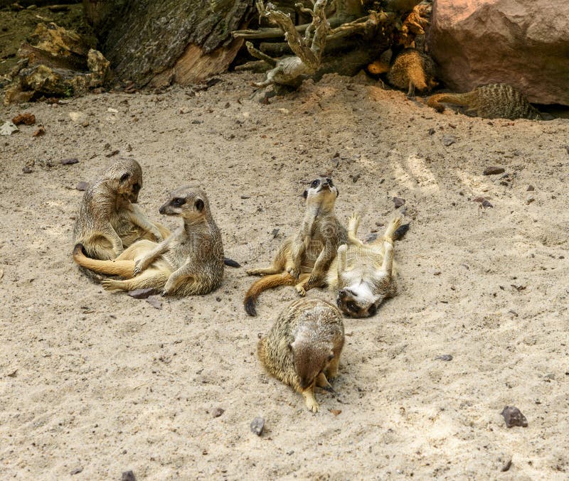 Suricate o famiglia del meerkat sulla sabbia calda immagine stock Suricate o famiglia del meerkat sulla sabbia calda immagine stock