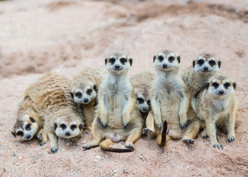 Suricate ou família do meerkat fotos de stock Suricate ou família do meerkat fotos de stock