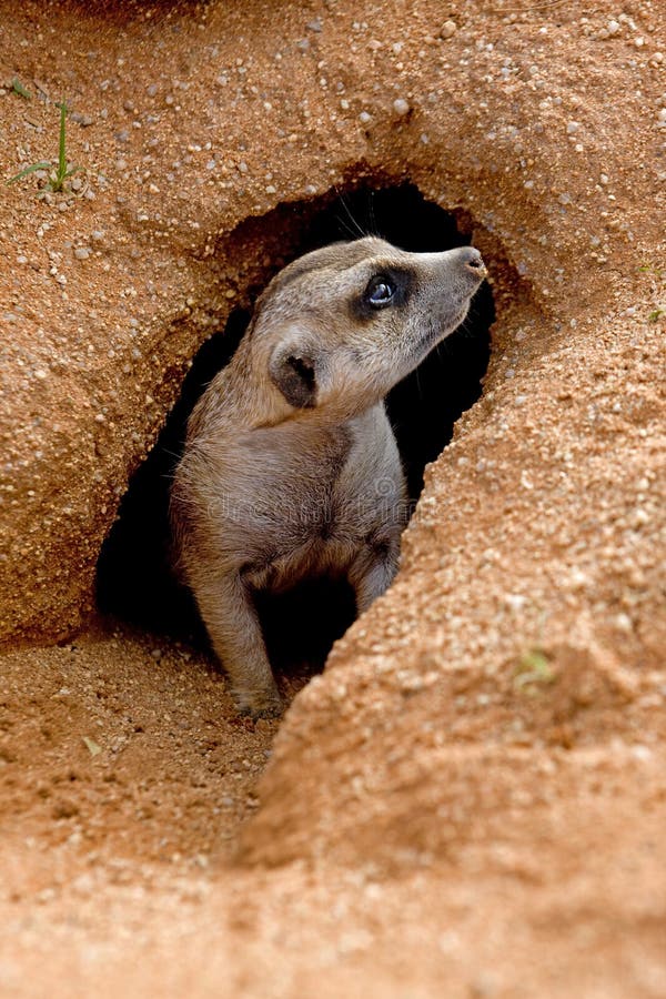 SURICATE suricata suricatta