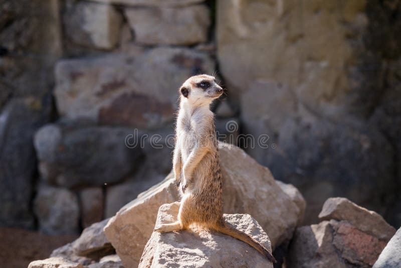 Surikata, Suricata suricatta. Small african mammal meerkat or suricate watching out for dange