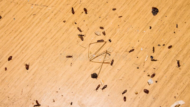 Surinamese Flour Eater Bugs Are Parasites Stock Image Image Of Background Wild 171673151