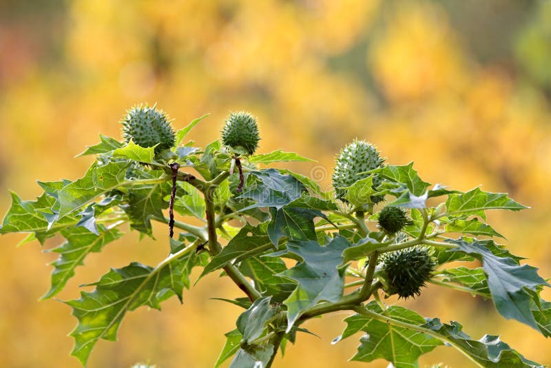 Raw and green seedcases of jimsonweed plant in autumnal light. Raw and green seedcases of jimsonweed plant in autumnal light