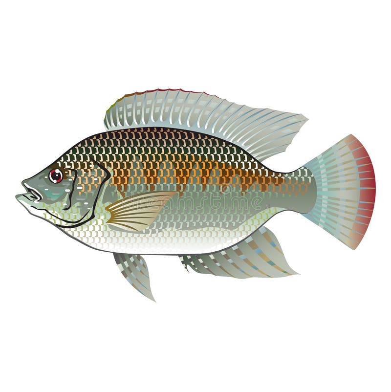 Surowego owoce morza Tilapia ilustracji Surowego owoce morza Tilapia ilustracji