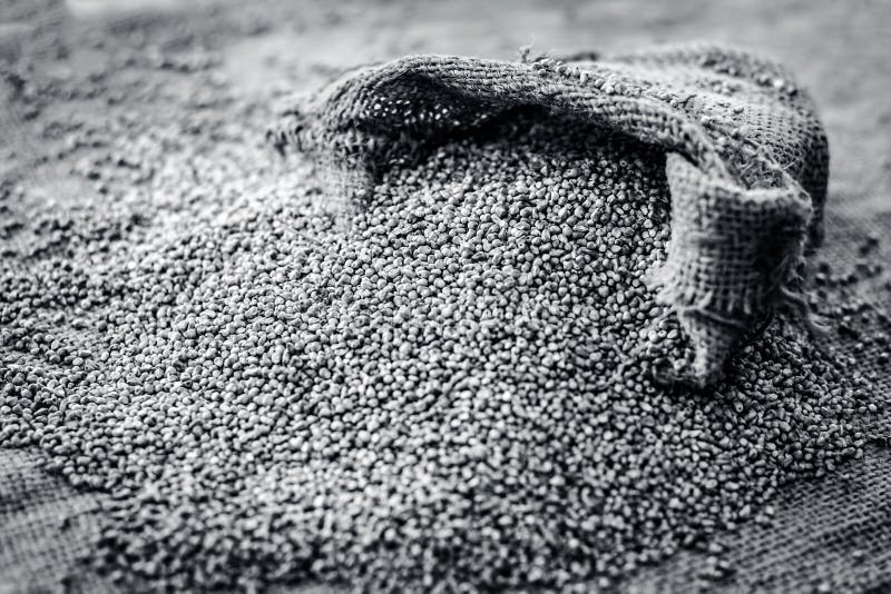 Surowy organicznie Pennisetum glaucum, Perełkowej jagły przybycie z gunny torby zdjęcie stock Surowy organicznie Pennisetum glaucum, Perełkowej jagły przybycie z gunny torby zdjęcie stock