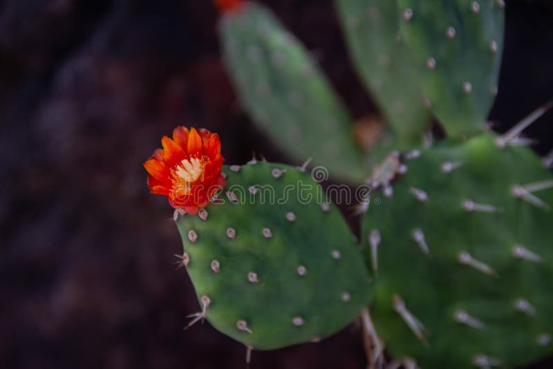 Surpreendendo Perto Acima De Um Cacto De Pera Espinhosa De Florescência, a Flor  De Estado De Texas Imagem de Stock - Imagem de cactos, suculento: 125205703