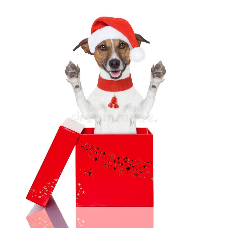 Surprise Christmas Dog in a Box Stock Image Image of claus, joyful