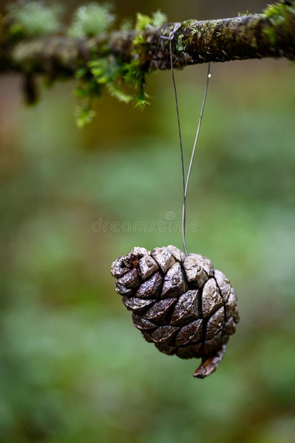 Surprise in the woods, silver spray painted pinecone hanging on a branch in the woods