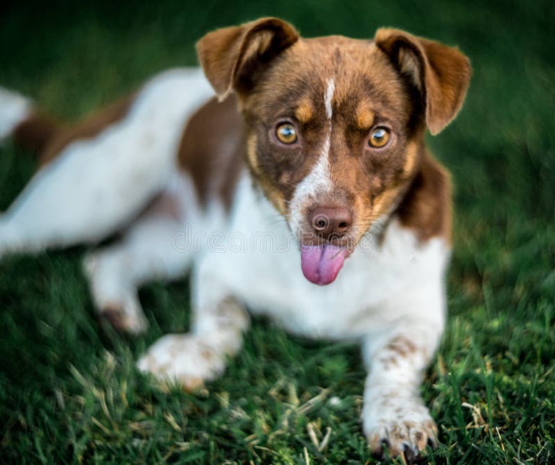 Feliz marrón blanco mezclado criar el perro desplegado idioma.