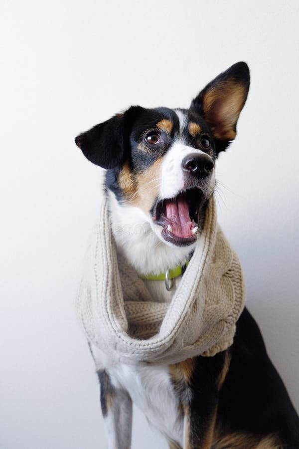 Surprised Dog in Scarf, Autumn Coming Stock Image Image of coming