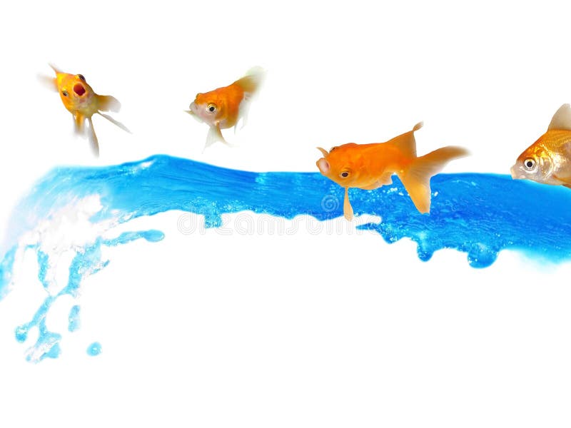 Surprised! Goldfishes having fun riding on splashing water - Isolated blue liquid splashing and falling in the air. Surprised! Goldfishes having fun riding on splashing water - Isolated blue liquid splashing and falling in the air