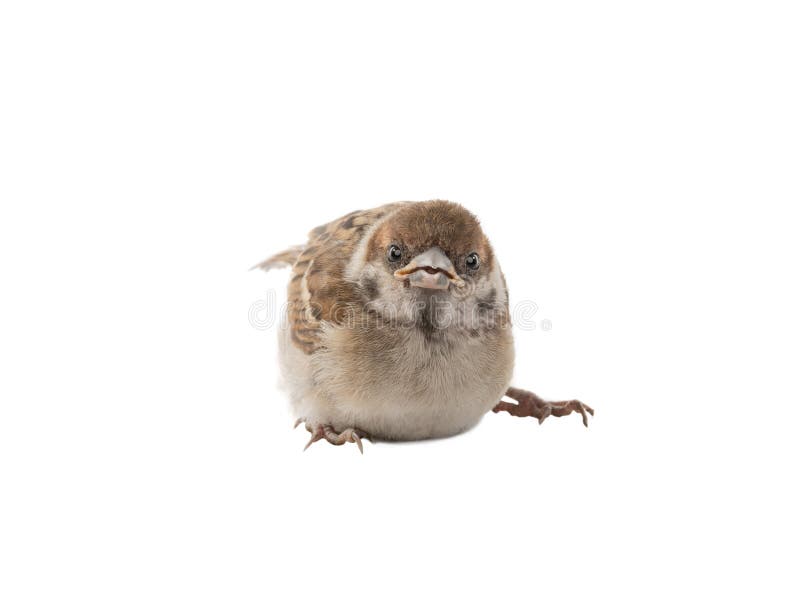 Surprised little sparrow isolated on white stock images