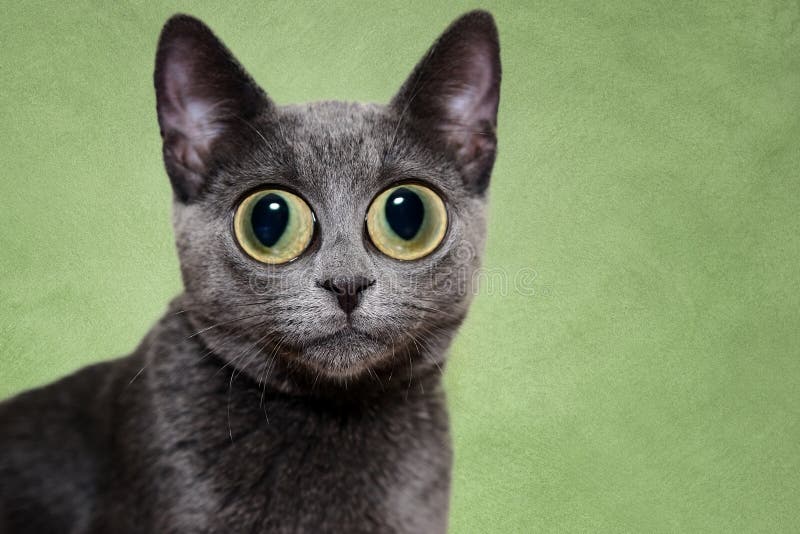 Surprised silver cat stock image Surprised silver cat stock image