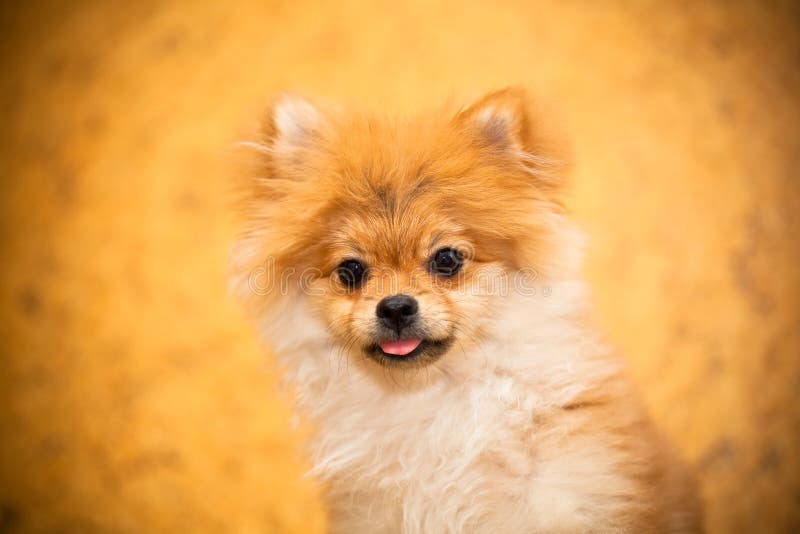 Surprised Spitz puppy dog looking into the camera.