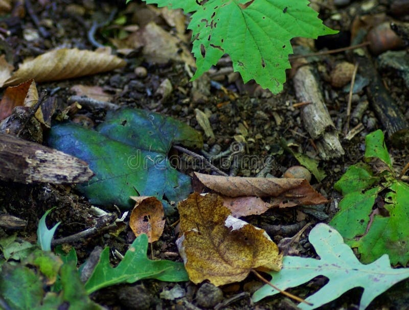 do leaves decompose on their own do leaves decompose on their own