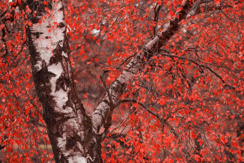 Surreal alternate red color vibrant forest woodland Autumn Fall landscape royalty free stock photography Surreal alternate red color vibrant forest woodland Autumn Fall landscape royalty free stock photography