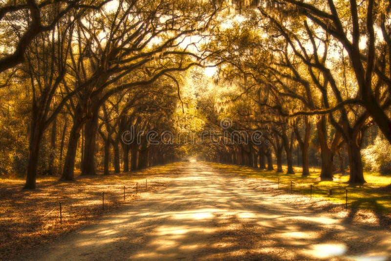 Surreal ghostly tree covered road royalty free stock photos