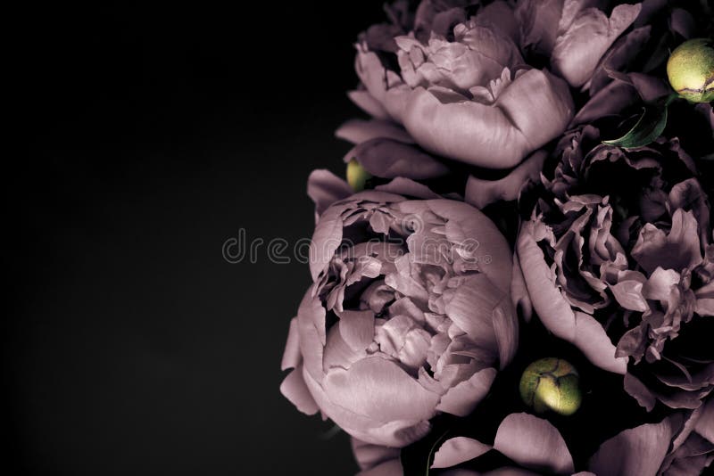 4092 Peonies Black Background Stock Photos  Free  RoyaltyFree Stock  Photos from Dreamstime